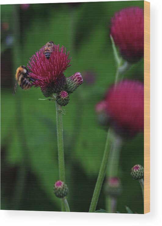 Flowers Wood Print featuring the photograph Flowers and Bees by Robert Pilkington