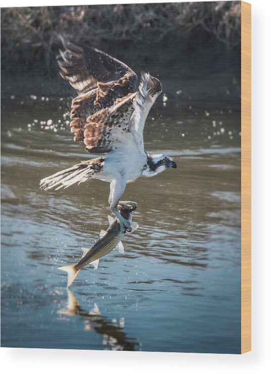 Osprey Wood Print featuring the photograph Flying Fish by Dusty Wynne