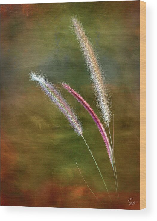 Flower Wood Print featuring the photograph Fountain Grass by Endre Balogh
