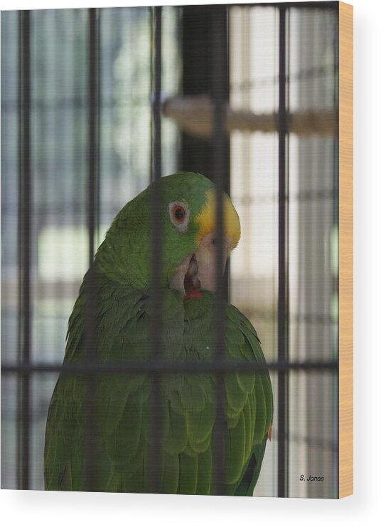 Parrot Wood Print featuring the photograph Framed by Shelley Jones