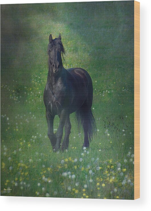 Horses Canvas Prints Wood Print featuring the photograph Friesian Mist by Fran J Scott
