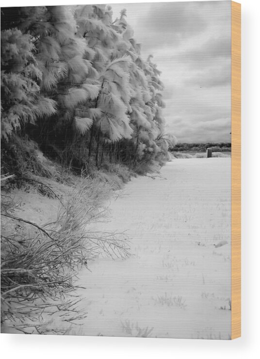 Tree Wood Print featuring the photograph Frosty Treeline by Hayden Hammond