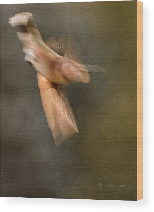  Wood Print featuring the photograph ...frozen Flight Hummingbird.... by Paul Vitko