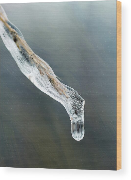 Crystal Wood Print featuring the photograph Frozen Pampas Grass Plume by Robert FERD Frank