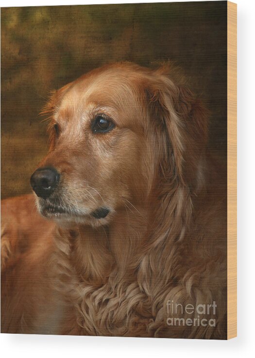 Dog Wood Print featuring the photograph Golden Retriever by Jan Piller