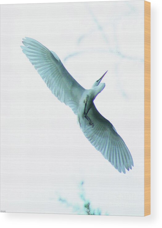 Egret Wood Print featuring the photograph Great Egret at Avery Island Rookery by Lizi Beard-Ward