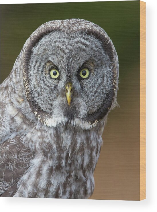 Great Gray Owl Wood Print featuring the photograph Great Gray Owl Portrait by Max Waugh