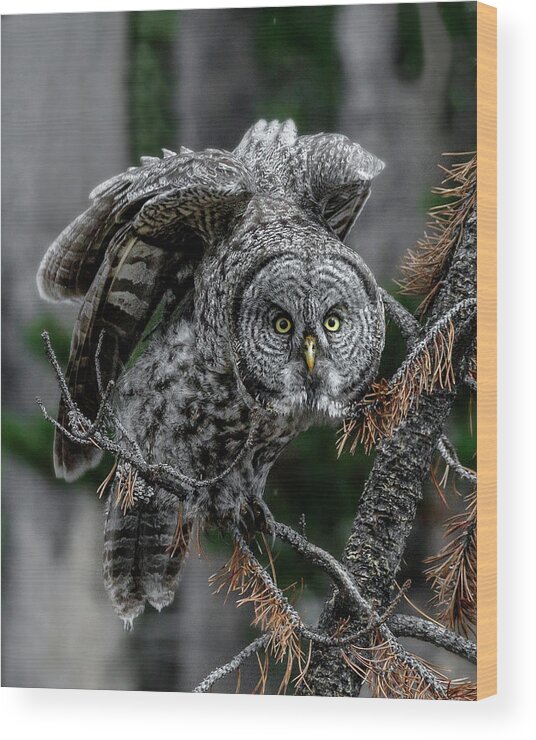 Great Grey Stare Down Wood Print featuring the photograph Great Grey Stare Down by Wes and Dotty Weber