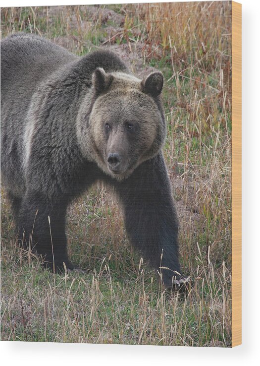 Mark Miller Photos. Grizzly Wood Print featuring the photograph Grizzly Bear in Fall by Mark Miller