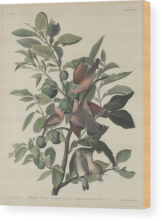 Audubon Wood Print featuring the drawing Ground Dove by Dreyer Wildlife Print Collections 