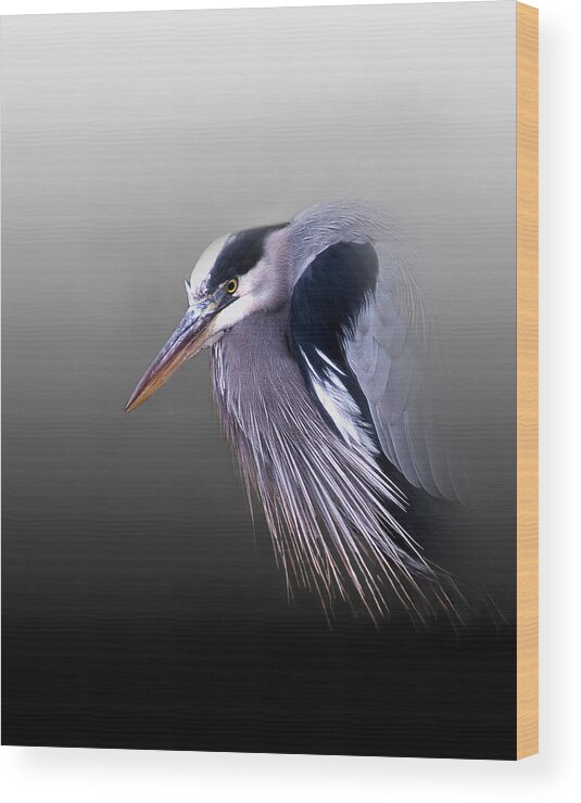Heron Wood Print featuring the photograph Grumpy Ole Man by Skip Willits