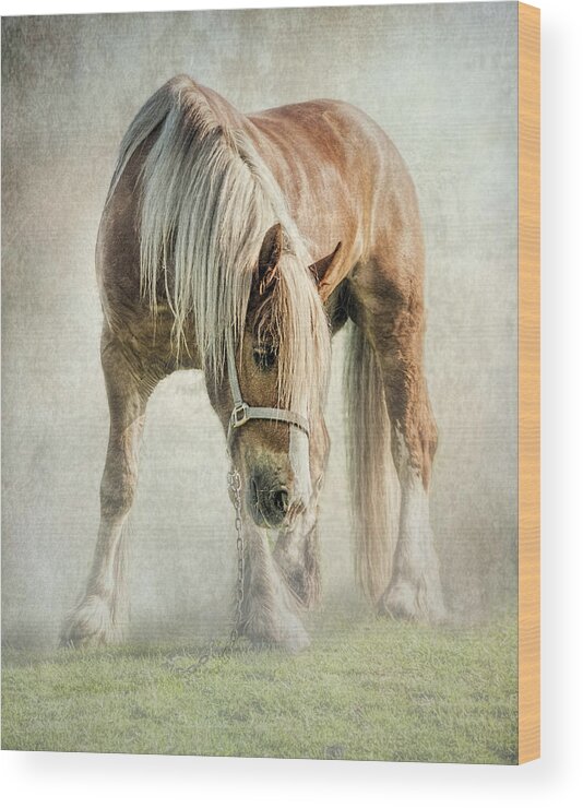 Gypsy Horse Wood Print featuring the photograph Gypsy in morning mist. by Brian Tarr