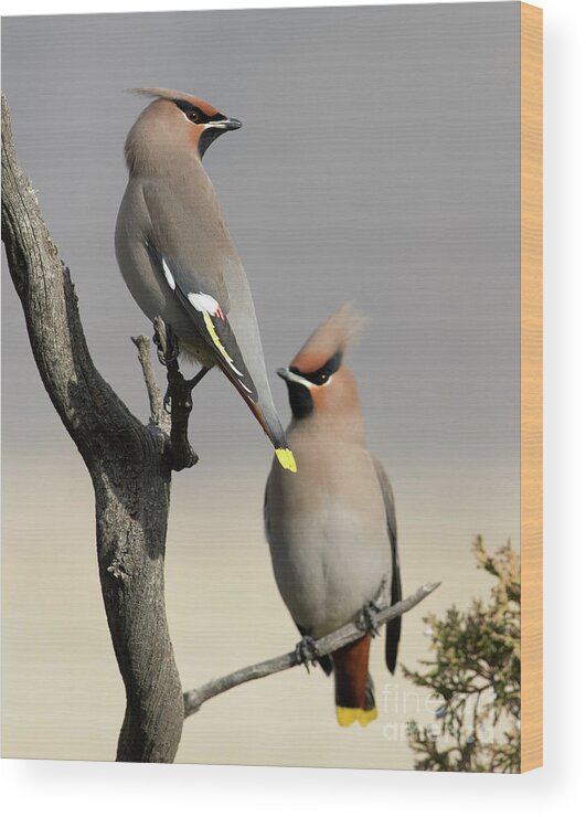 Bohemian Waxwings Wood Print featuring the photograph Hanging out with the Boys by Deby Dixon