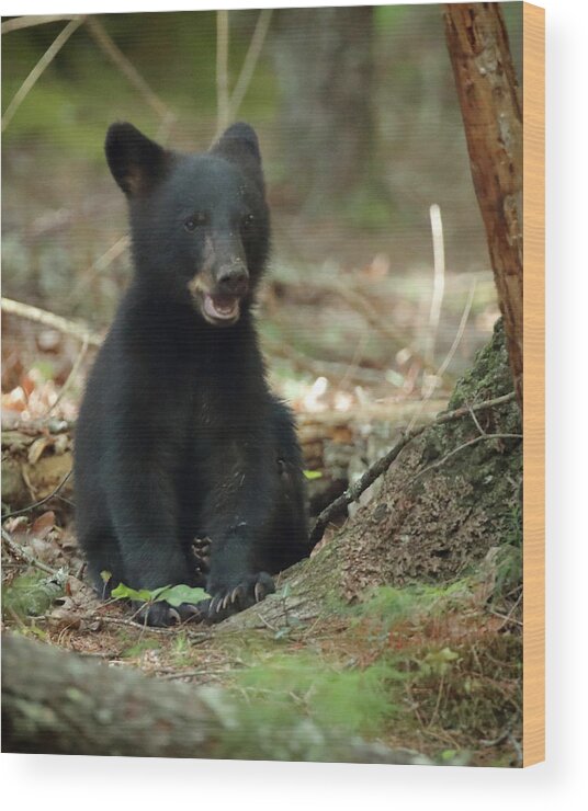 Black Bear Wood Print featuring the photograph Have You Seen My Mother by Coby Cooper