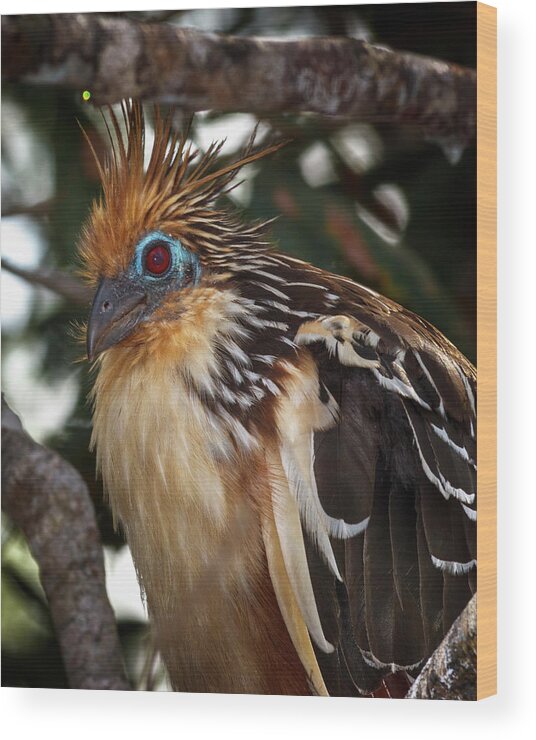 Colombia Wood Print featuring the photograph Hoatzin La Macarena Colombia by Adam Rainoff
