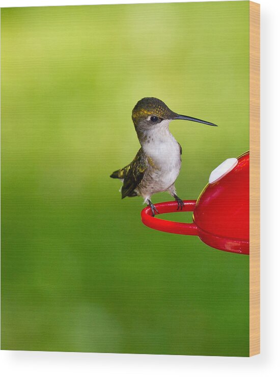 Avian Wood Print featuring the photograph Hummingbird 4 by Edward Myers