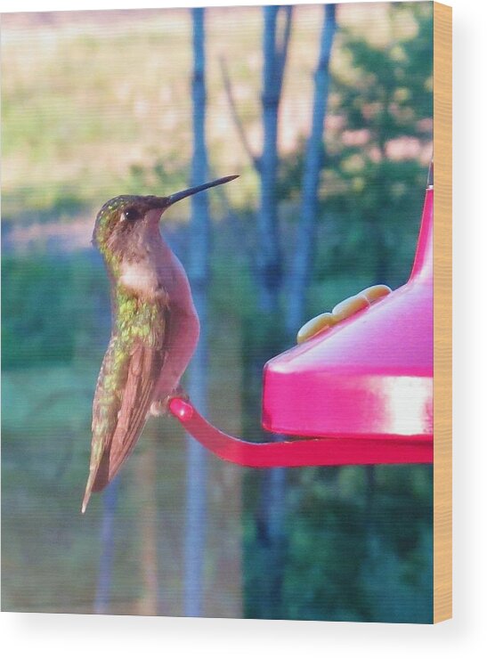 Birds Wood Print featuring the photograph Hungry hummer by Jeanette Oberholtzer