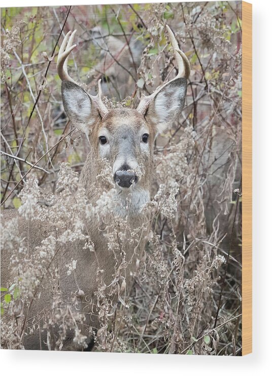 Deer Wood Print featuring the photograph Hunters Dream by Everet Regal