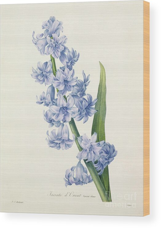 Hyacinthus Wood Print featuring the drawing Hyacinth by Pierre Joseph Redoute