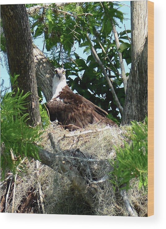 Osprey Wood Print featuring the photograph I'll Be Watching You by Carol Bradley