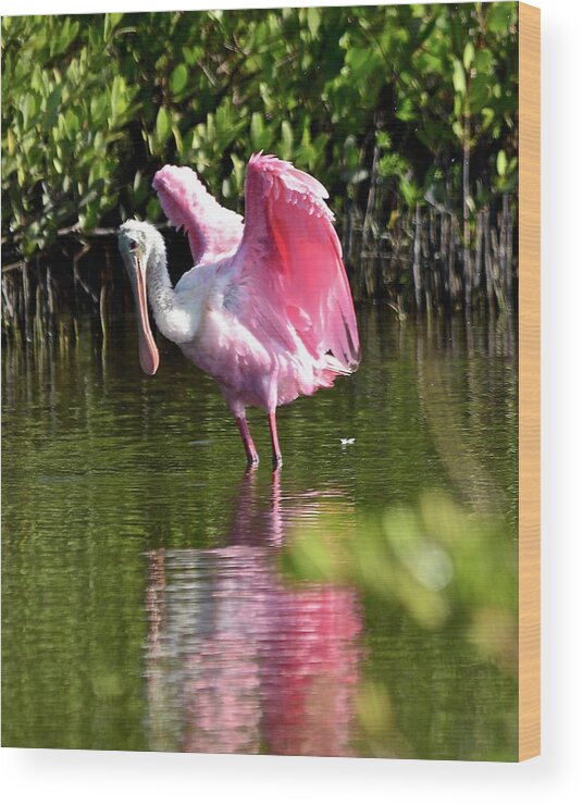 Spoonbill Wood Print featuring the photograph I Believe I Can Fly by Carol Bradley