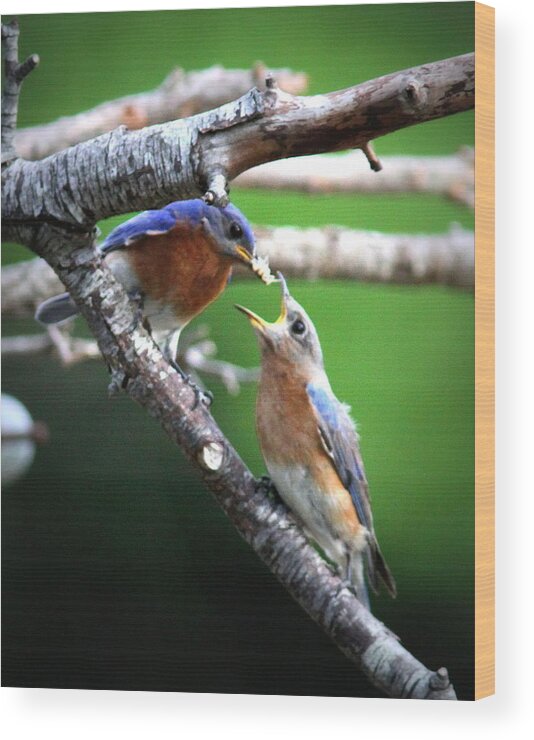 Eastern Bluebird Wood Print featuring the photograph IMG_1191 - Eastern Bluebird - Feeding Mama by Travis Truelove