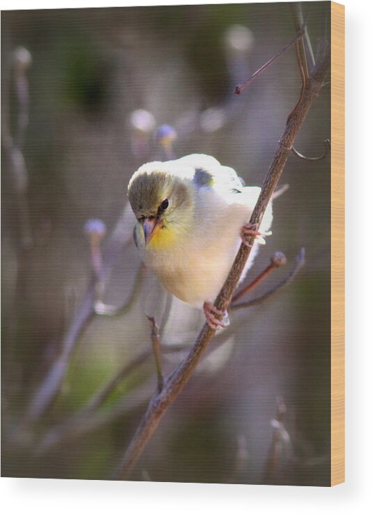 American Goldfinch Wood Print featuring the photograph IMG_3888-004 - American Goldfinch by Travis Truelove