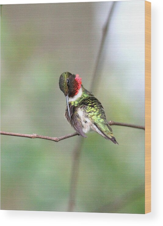 Ruby-throated Hummingbird Wood Print featuring the photograph IMG_4504-002 - Ruby-throated Hummingbird by Travis Truelove