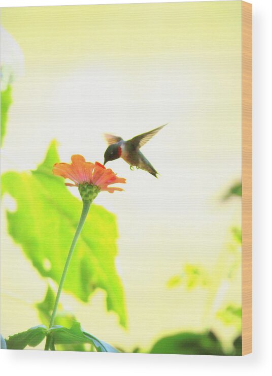 Ruby-throated Hummingbird Wood Print featuring the photograph IMG_4528-002 - Ruby-throated Hummingbird by Travis Truelove