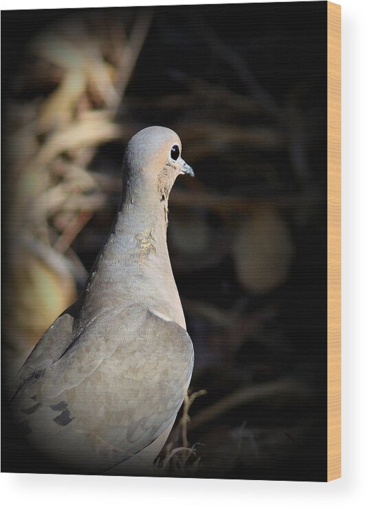 Mourning Dove Wood Print featuring the photograph IMG_5005 - Mourning Dove by Travis Truelove