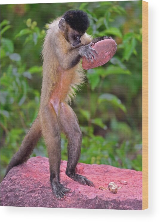 Tufted Capuchin Wood Print featuring the photograph In the Kitchen by Tony Beck