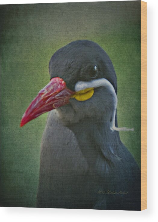 Inca Tern Wood Print featuring the photograph Inca Tern _ 1a by Walter Herrit