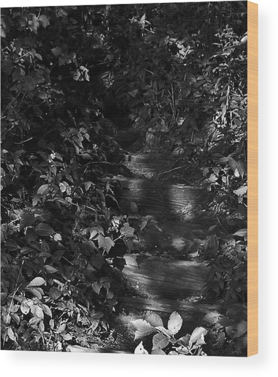 Wooded Stairs Wood Print featuring the photograph Into the Shadows by Scott Heister
