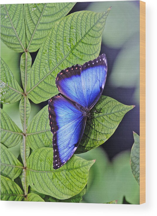 Darin Volpe Animals Wood Print featuring the photograph Iridescence - Blue Morpho Butterfly at California Academy of Sciences, San Francisco by Darin Volpe