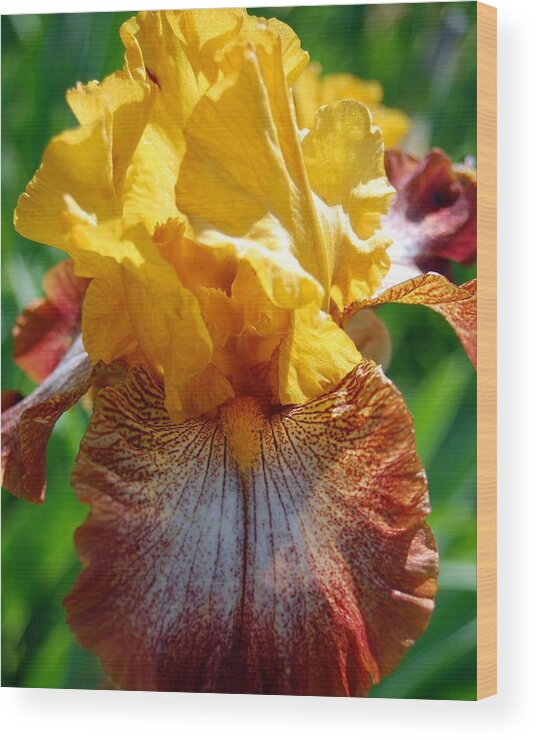 Flower Wood Print featuring the photograph Iris 1 by Amy Fose
