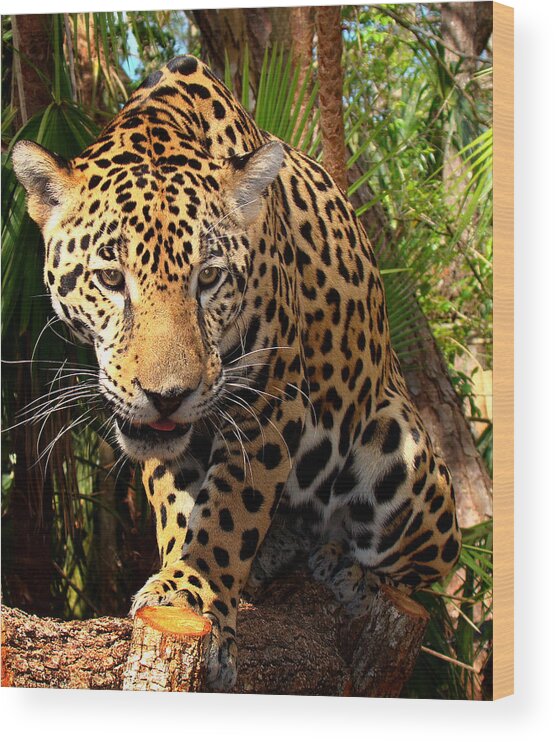 Jaguar Adolescent Wood Print featuring the photograph Jaguar Adolescent by Ellen Henneke