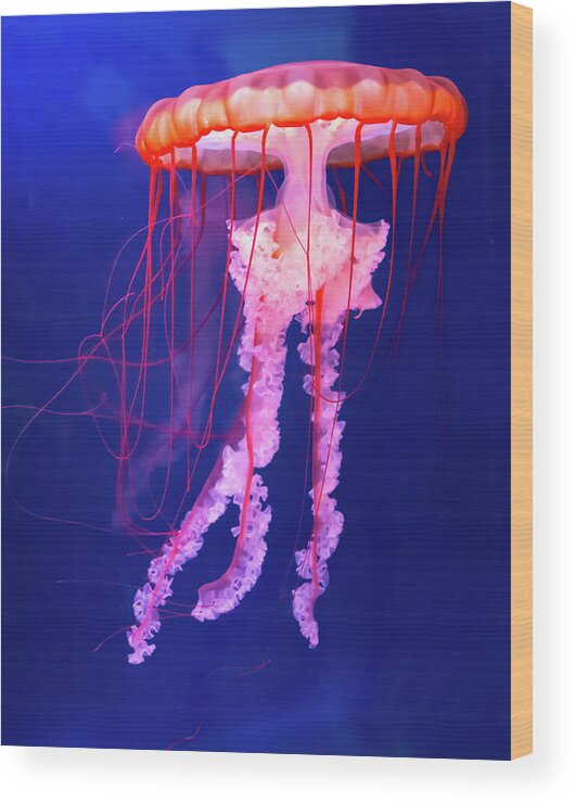 Chicago Wood Print featuring the photograph Jellyfish by David Hart