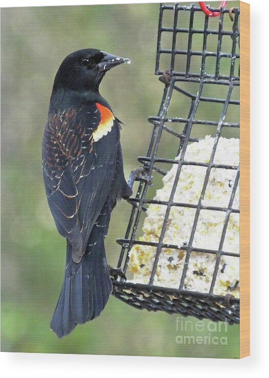 Balckbird Wood Print featuring the photograph Juvenile Red Wing Blackbird at Suet Feeder by Lizi Beard-Ward