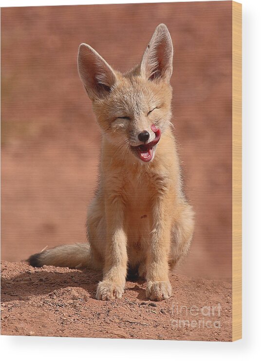 Kit Fox Wood Print featuring the photograph Kit Fox Pup Mid-lick by Max Allen