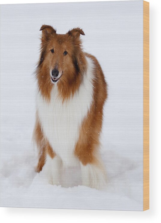 Lassie Wood Print featuring the photograph Lassie Enjoying the Snow by Shane Holsclaw