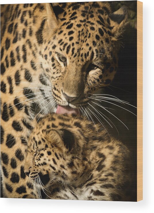 Amur Wood Print featuring the photograph Leopard Cub Love by Chris Boulton