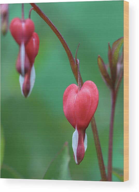 Bleeding Hearts Wood Print featuring the photograph Letting Go... The Circle Of Life by DiDesigns Graphics