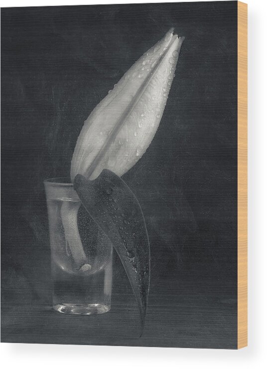 Lilly Wood Print featuring the photograph Lilly Bud In Water by Ian Barber