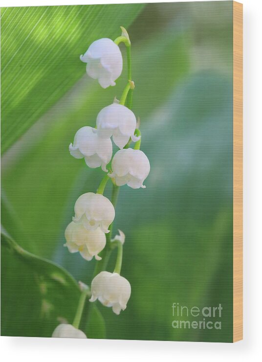 Bell-shape Wood Print featuring the photograph Lily Of The Valley by Crystal Garner