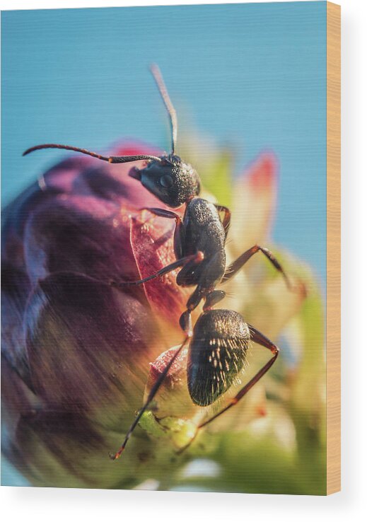 Ant Wood Print featuring the photograph Little Ant on the flower by Lilia S