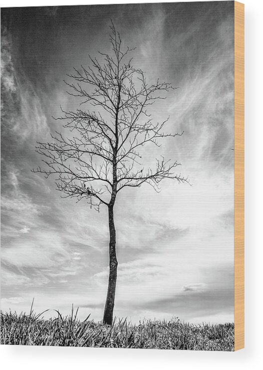 Tree Wood Print featuring the photograph Little Tree by Roseanne Jones