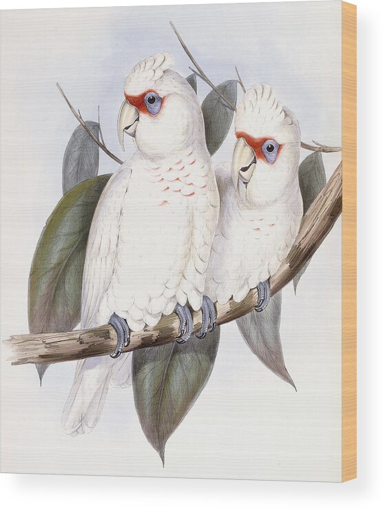 Cockatoo Wood Print featuring the painting Long-billed Cockatoo by John Gould