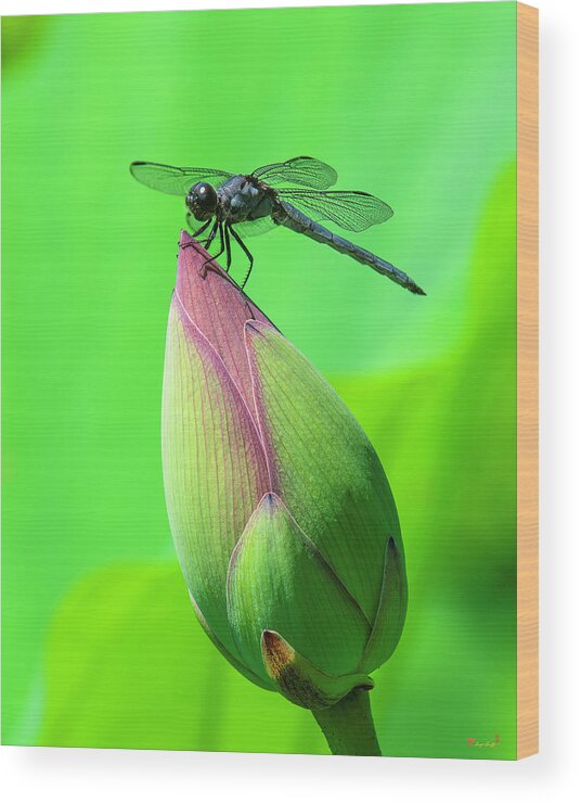 Lotus Wood Print featuring the photograph Lotus Bud and Slaty Skimmer Dragonfly DL0105 by Gerry Gantt