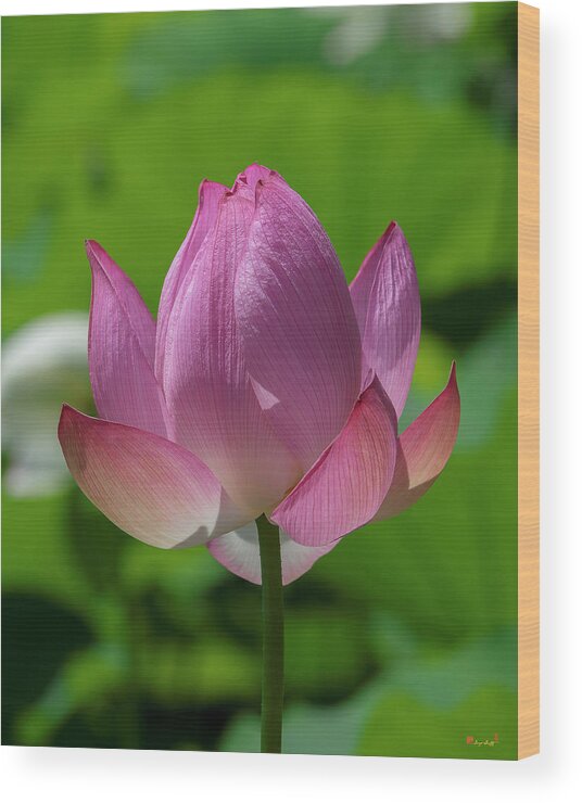 Lotus Wood Print featuring the photograph Lotus Bud--Opening Up ii DL0091 by Gerry Gantt