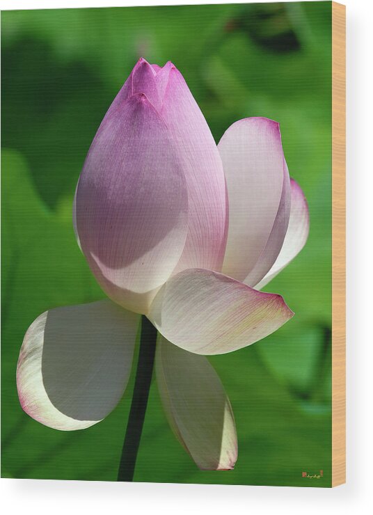 Lotus Wood Print featuring the photograph Lotus Bud--Showing a Blush of Pink ii DL0092 by Gerry Gantt